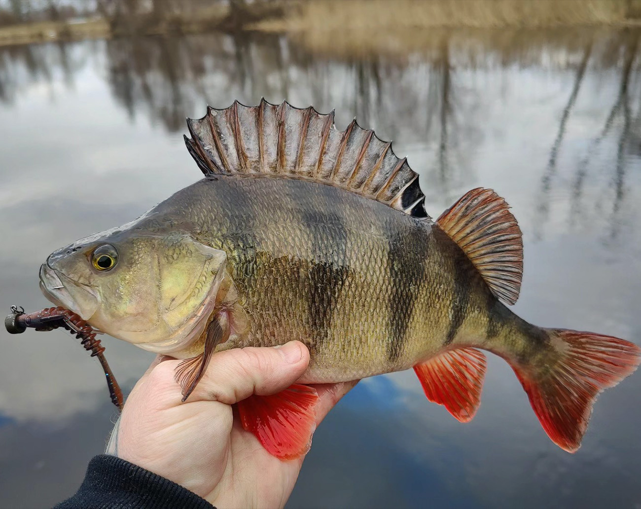 Strike Pro Pigster Gecko 8,5 cm